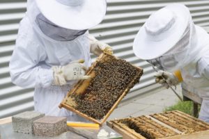 Beekeepers looking at hive slab