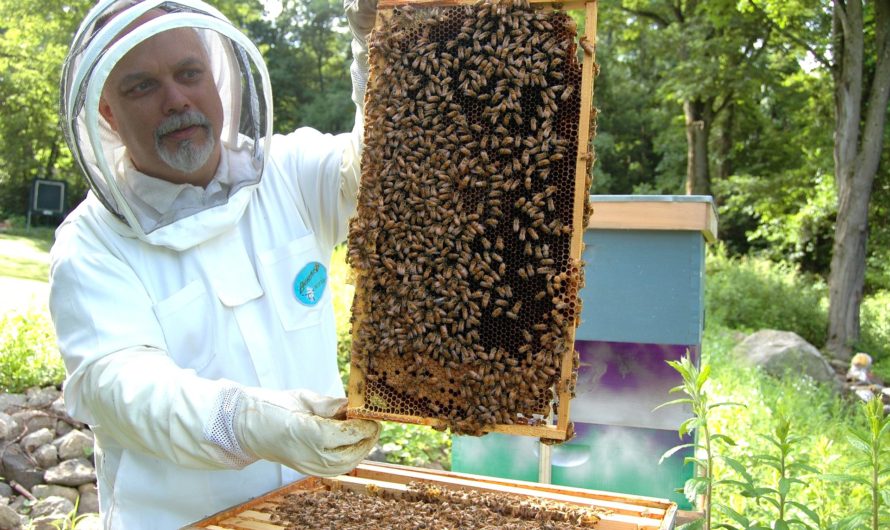 The Incredible Quirk of Bees that makes Beekeeping Possible