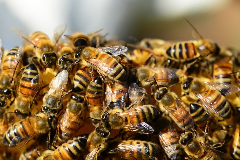 Honey Bees on hive