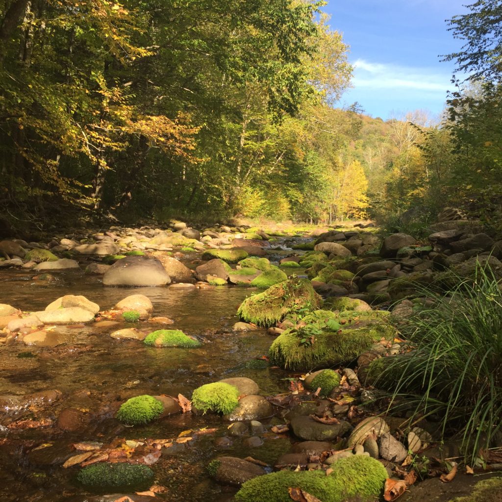 Mossy stones in stream