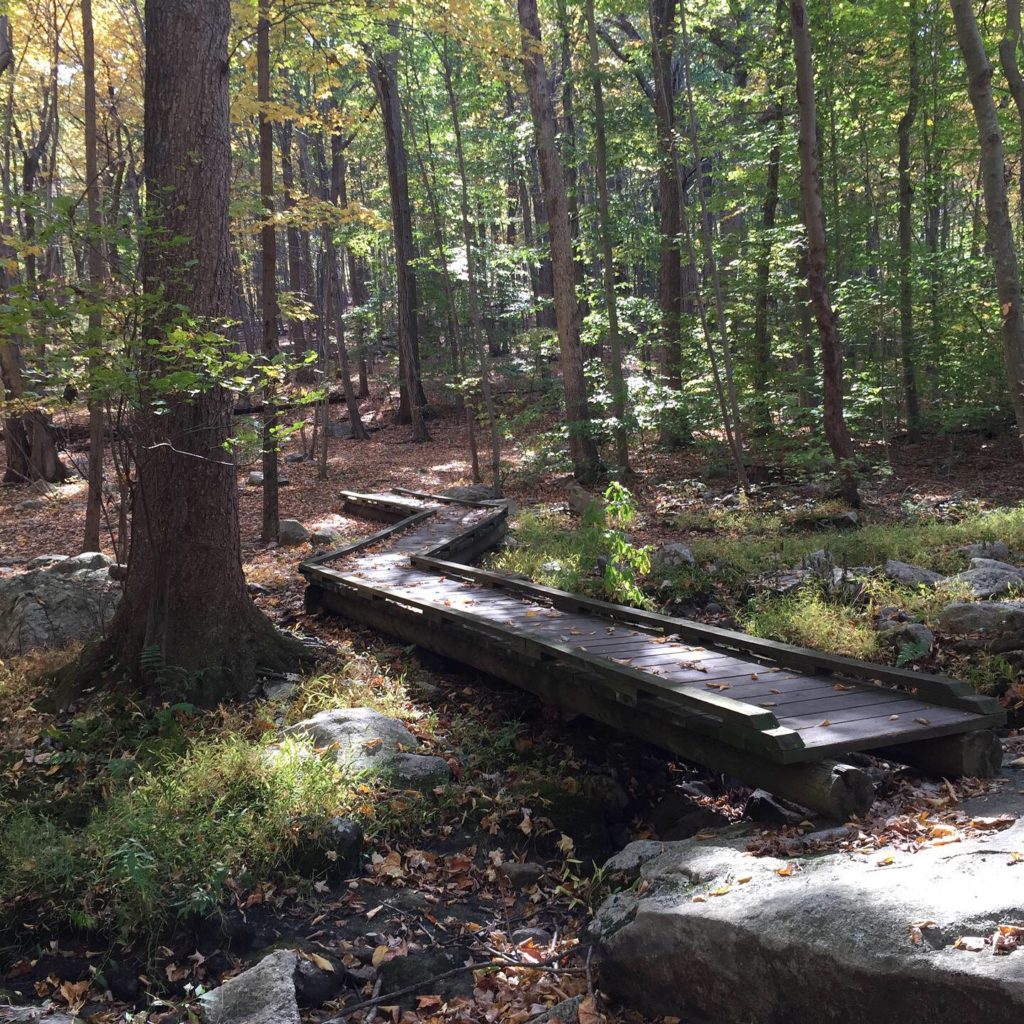 Wooden path in woods