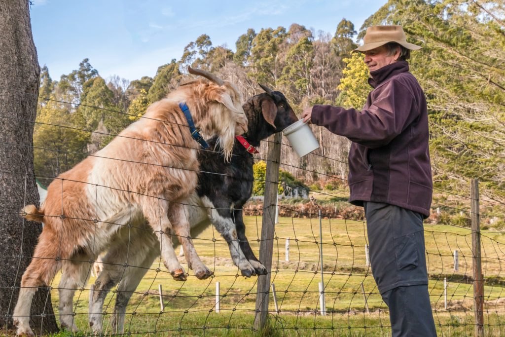 Man feeding goats on fence