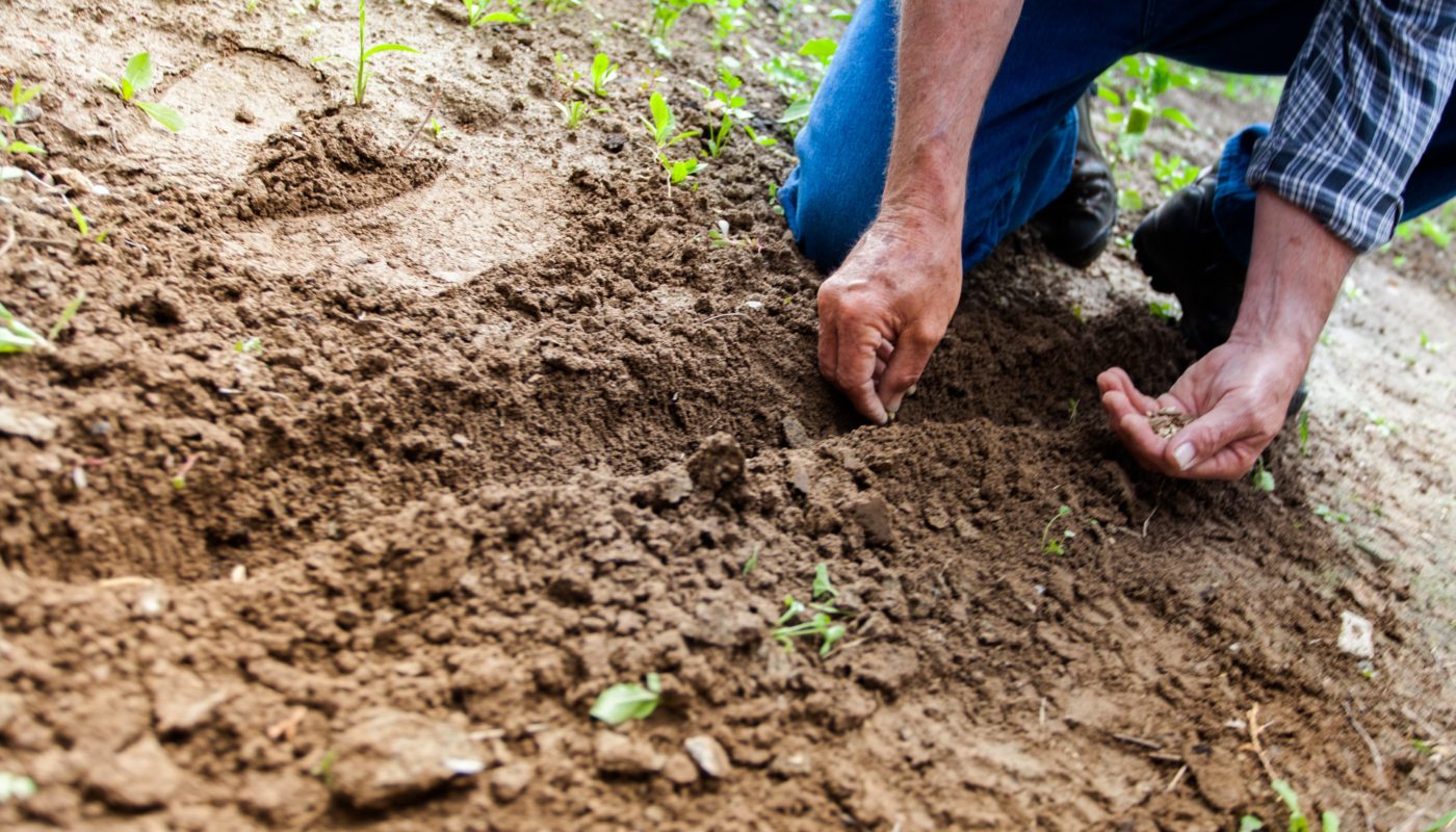 Planting seeds, farmer's hands