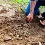 Planting seeds, farmer's hands