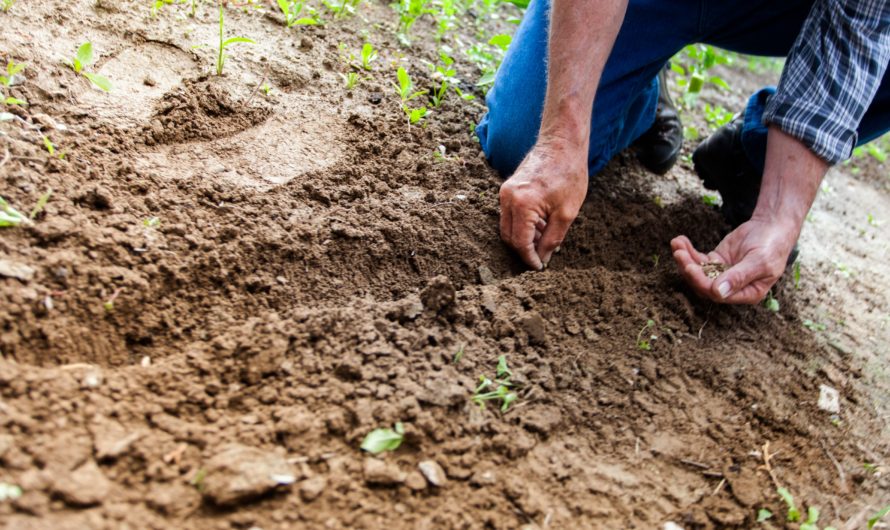 Becoming A Hobby Farmer