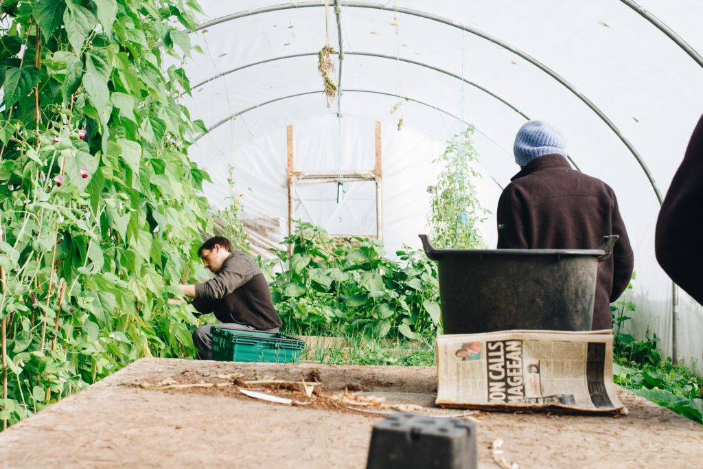 Farming inside greenhouse