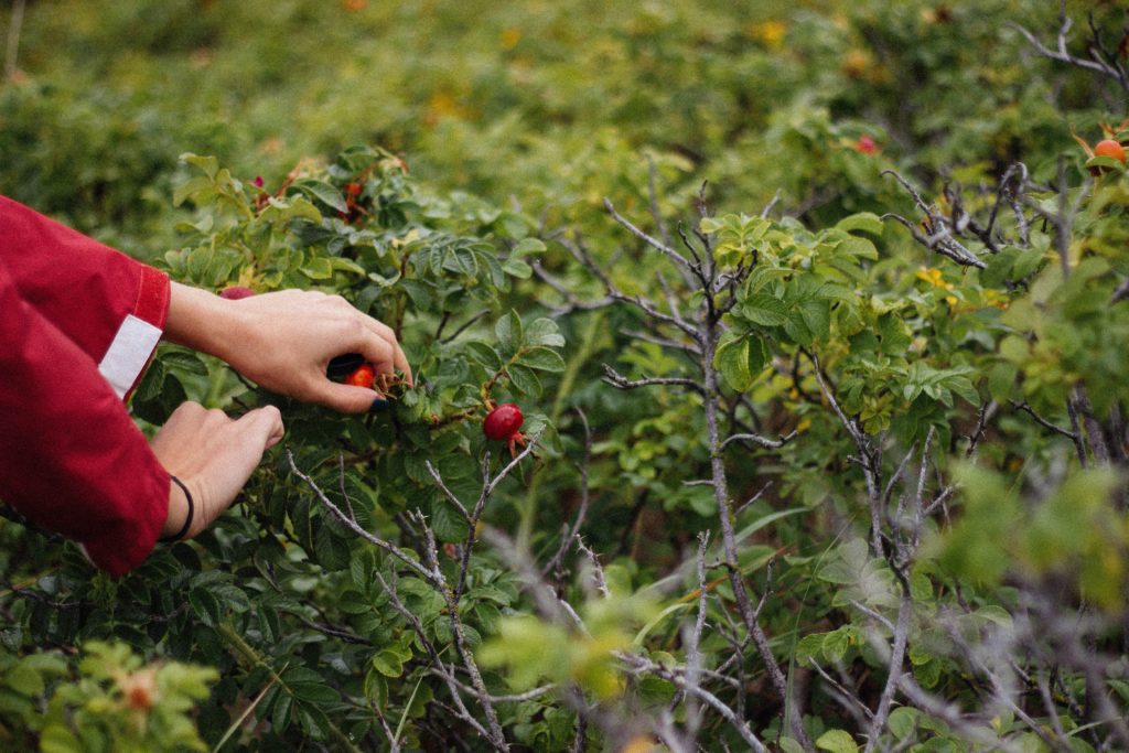 Woman's hands picking berries