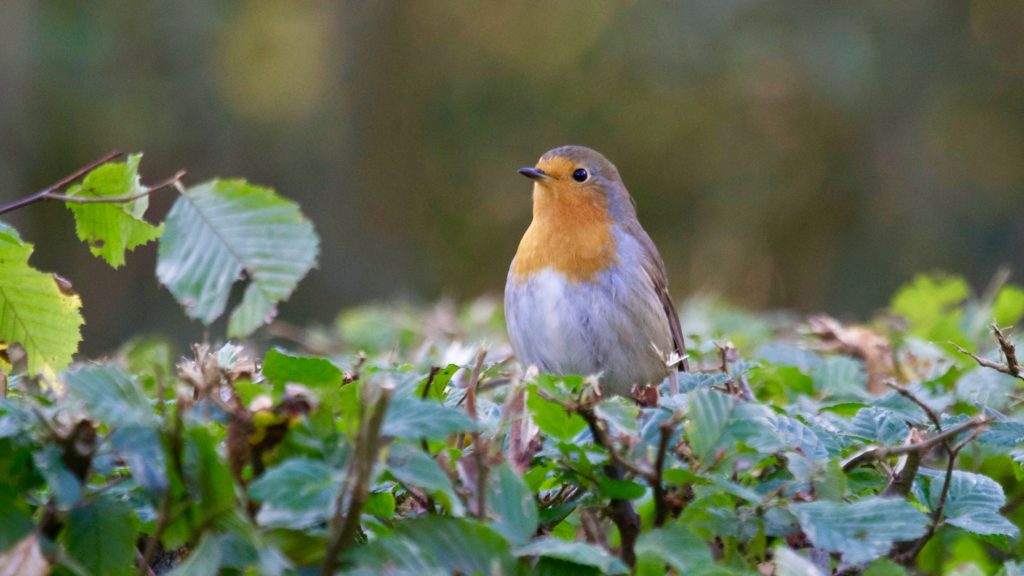 Little bird on bush