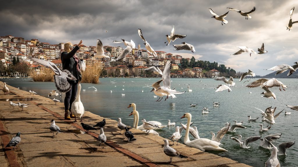 Swarm of sea birds