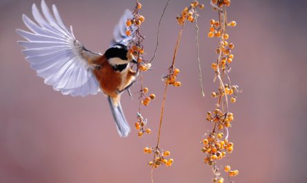 Bird close up in flight eating