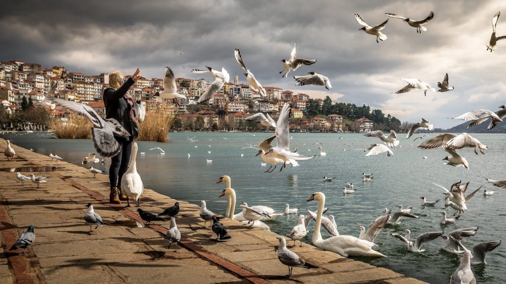 Woman feeding birds on the ocean coast