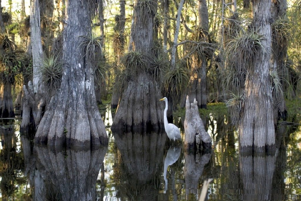 Bird in everglades